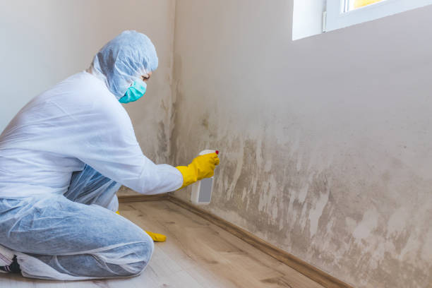 Licensed Black Mold Remediation service in Nashville, NC - 24 Hour Mold Removal