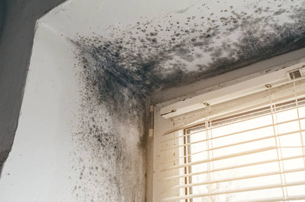 Affordable Black Mold Remediation solutions in Nashville, NC
