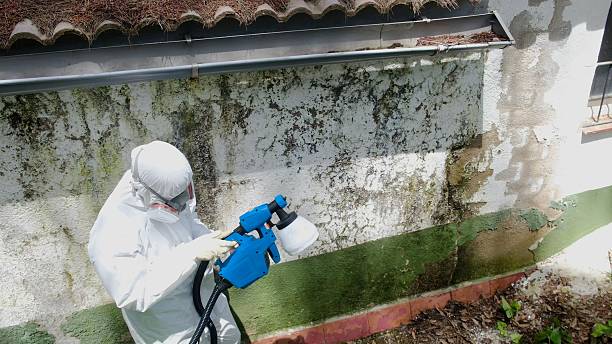 Top rated local Black Mold Remediation specialists in Nashville, NC